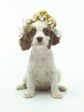 Cavalier King Charles Spaniel Puppy Wearing Bonnet