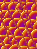 Buy Compound Eye of a Flower Fly at AllPosters.com