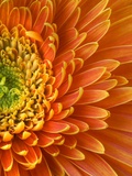 Orange Gerbera Daisy