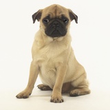 Worried Pug Puppy
