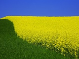 Buy Blooming Rape Plant Field at AllPosters.com
