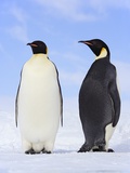 Emperor Penguins