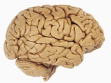 Lateral View a Human Brain Showing the Cerebrum and Cerebellum