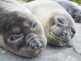 Elephant Seal Pups
