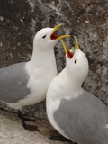 Black-legged Kittiwake Breeding Couple Greeting each Other