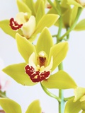 Yellow-Green Cymbidium Orchids on Stalk