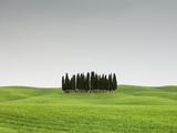 Cypress Grove in Field
