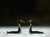 Buy Great Crested Grebes in Courtship Display at AllPosters.com