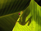 Red-eyed Tree Frog on Leaf