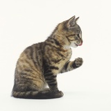 Tabby Kitten