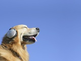 Golden Retriever Wearing Headphones