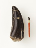 Adult Allosaurus Tooth and Baby Tooth on Match Stick