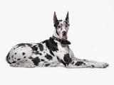 Buy Harlequin Great Dane at AllPosters.com