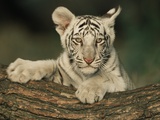 Buy White Bengal Tiger Cub at AllPosters.com