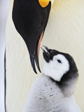 Emperor Penguin and Chick