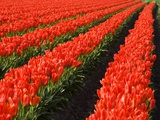 Rows of Red Tulips in Bloom in Skagit Valley