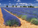 Buy Lavender Field at AllPosters.com