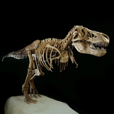 Buy Tyrannosaurus Rex Skeleton at AllPosters.com