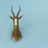 Buy Mounted Blesbok at AllPosters.com