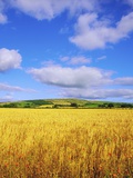 Buy Wheat in Slieveardagh Hills Ireland at AllPosters.com