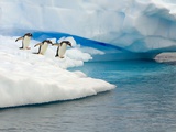 Buy Gentoo Penguins Contemplating Jumping into Gerlache Strait at AllPosters.com