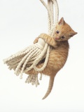 Orange Kitten Hanging from Tassel