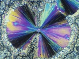 Salicylic Acid Crystals Viewed in Polarized Light Photographic Print