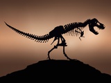 Buy Stan the Tyrannosaurus Rex at AllPosters.com
