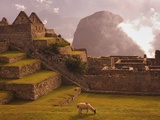Llama Grazing at Machu Picchu