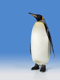 King Penguin