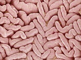 Duodenum Villi from a Rat