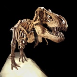 Tyrannosaurus Rex Skeleton
