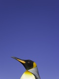 King Penguin
