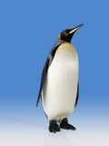 King Penguin