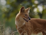 Buy Dhole in Bandhavgarh National Park at AllPosters.com