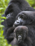 Buy Mountain Gorilla Family Group at AllPosters.com