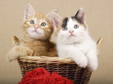 Buy Two Kittens in a Basket at AllPosters.com
