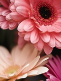 Buy Gerber daisies at AllPosters.com