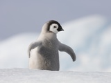 Emperor Penguin Chick in Antarctica