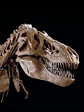 Buy Head of Tyrannosaurus Rex at AllPosters.com
