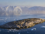 Small Rocky Island and Icebergs