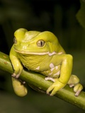 Monkey Tree Frog on Branch