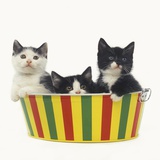 Three Black and White Kittens Sitting in a Striped Bucket