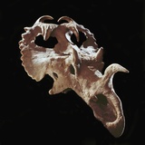 Buy Centrosaurus Skull at AllPosters.com