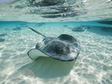 Southern Stingrays Swimming at Stingray City