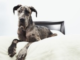 Great Dane on bed