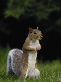 Alert Gray Squirrel