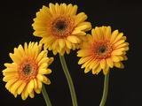 Three Gerbera Daisies on Dark Background