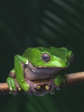 Monkey Tree Frog Perched on Twig