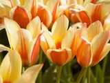 Buy Tulips at AllPosters.com